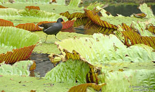 Gallinule Poule D Eau Adulte Emdu93792