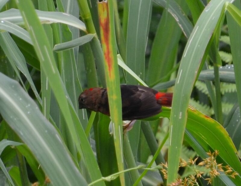 Black-bellied Seedcracker male adult post breeding, identification