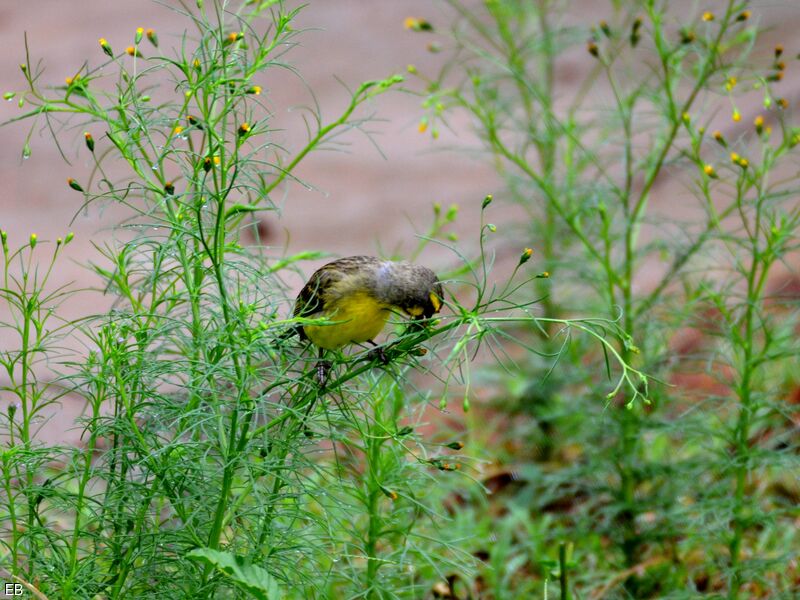 Yellow-fronted Canaryadult, identification, feeding habits, eats