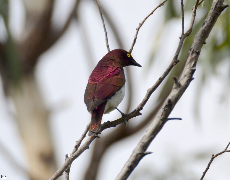 Violet-backed Starling male adult, identification