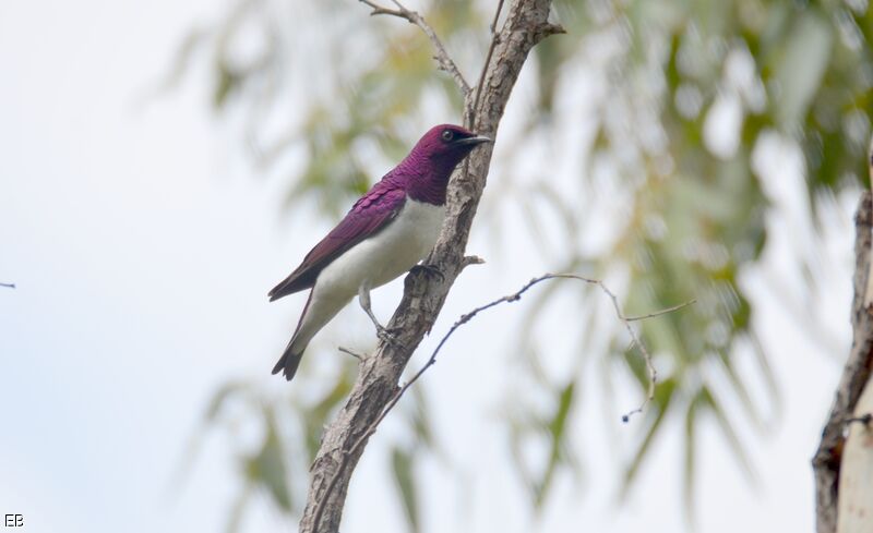 Violet-backed Starling male subadult, identification