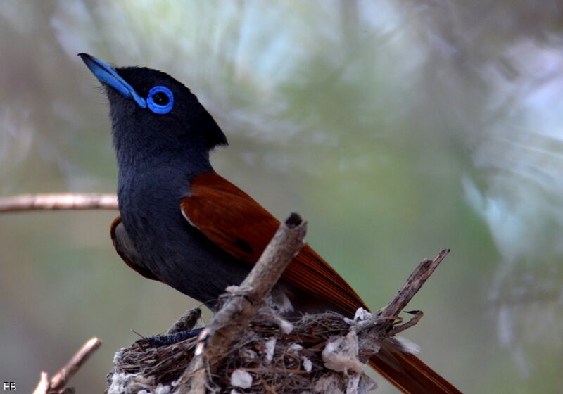 African Paradise Flycatcher male adult, identification, close-up portrait, Reproduction-nesting