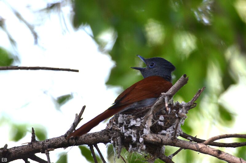 African Paradise Flycatcher female adult, identification, Reproduction-nesting