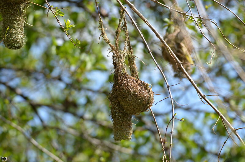 Lesser Masked Weaver, Reproduction-nesting