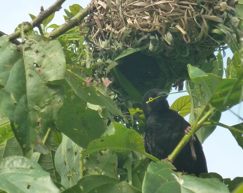 Vieillot's Black Weaver, Reproduction-nesting