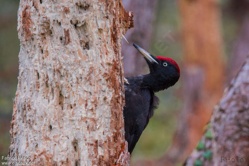 Black Woodpecker male adult, Behaviour