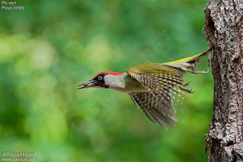 European Green Woodpecker male adult, Flight, Reproduction-nesting