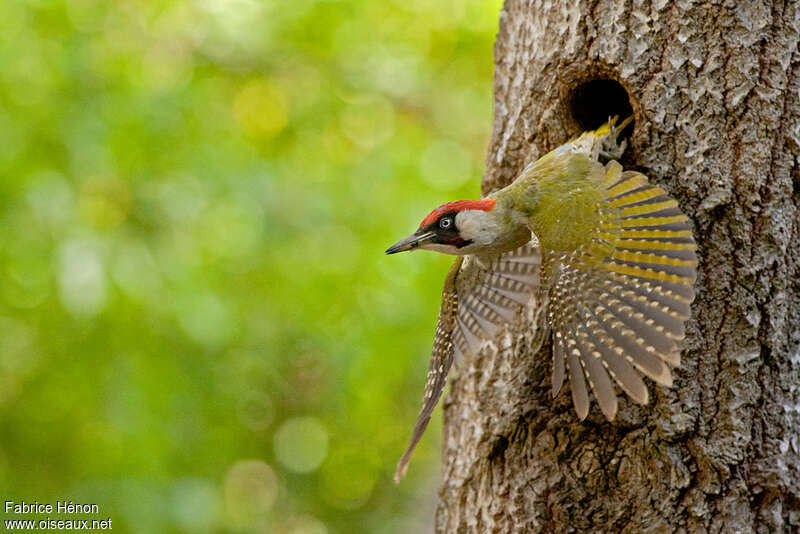 European Green Woodpecker male adult breeding, aspect, Flight