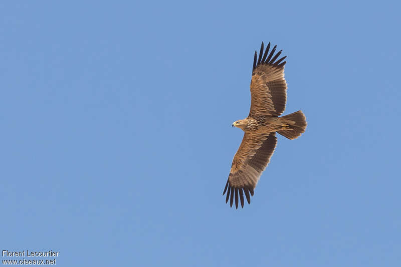 Eastern Imperial Eaglejuvenile, Flight