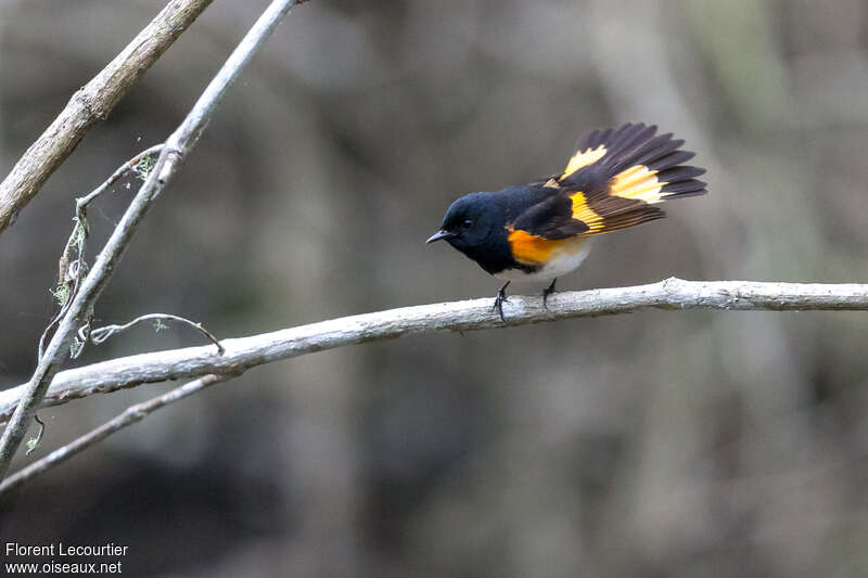 American Redstart male adult breeding, courting display