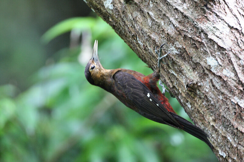 Okinawa Woodpecker female adult breeding, identification