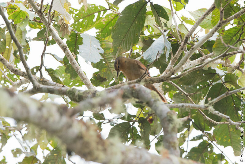 Chestnut-winged Foliage-gleaner