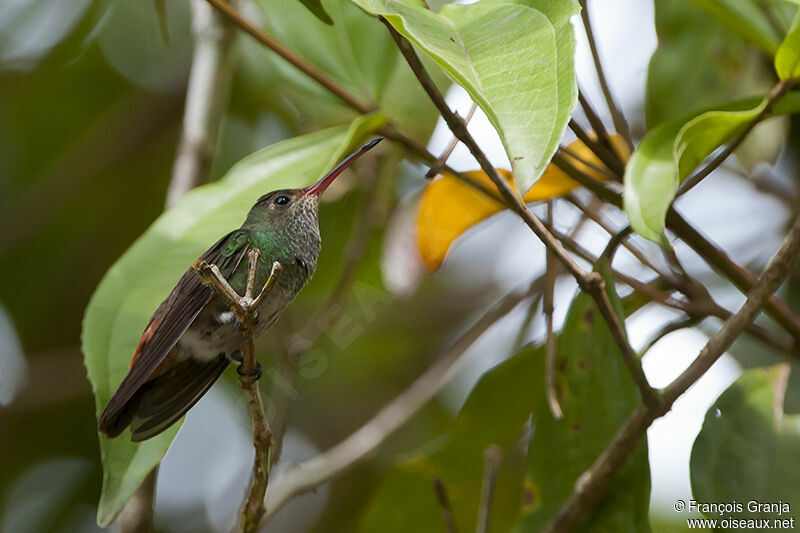 Rufous-tailed Hummingbirdadult