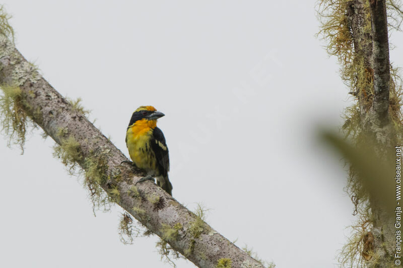 Gilded Barbet male