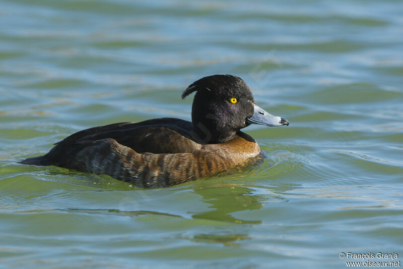 Tufted Duck female adult