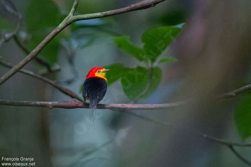 Wire-tailed Manakin male adult