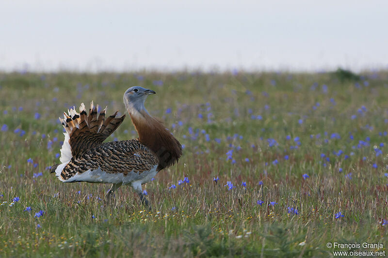 Great Bustard male adult
