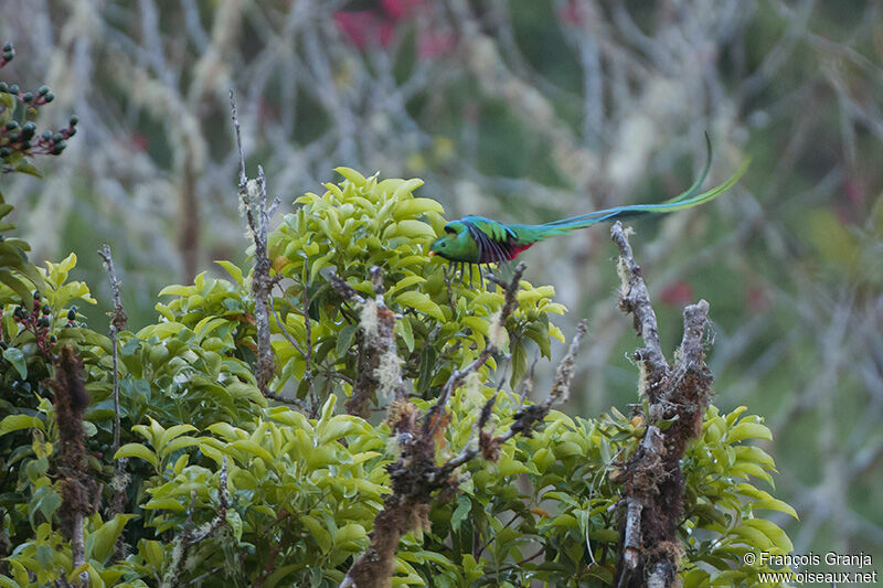 Quetzal resplendissant mâle adulte, Vol