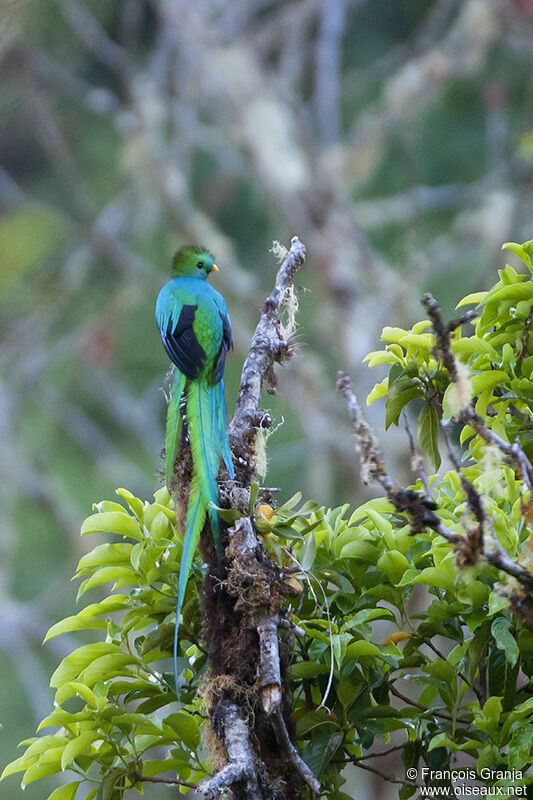Resplendent Quetzal male adult