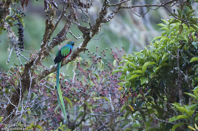 Quetzal resplendissant mâle adulte, habitat