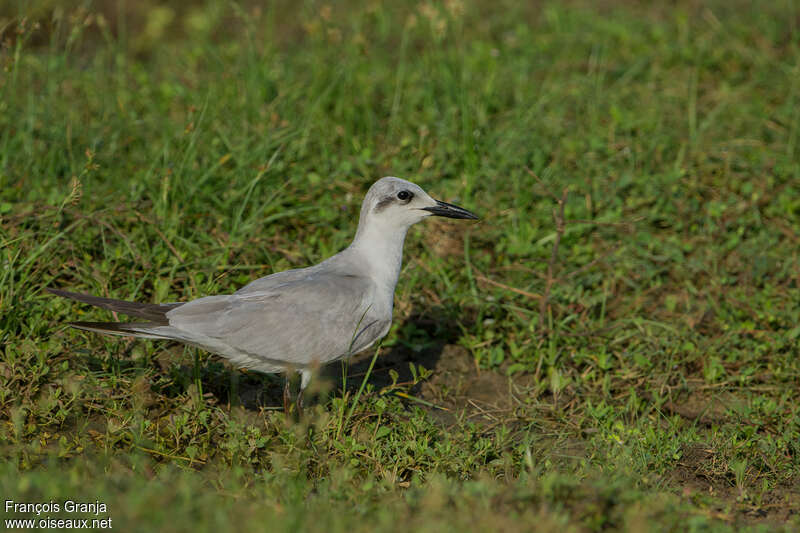 Gull-billed TernSecond year, identification