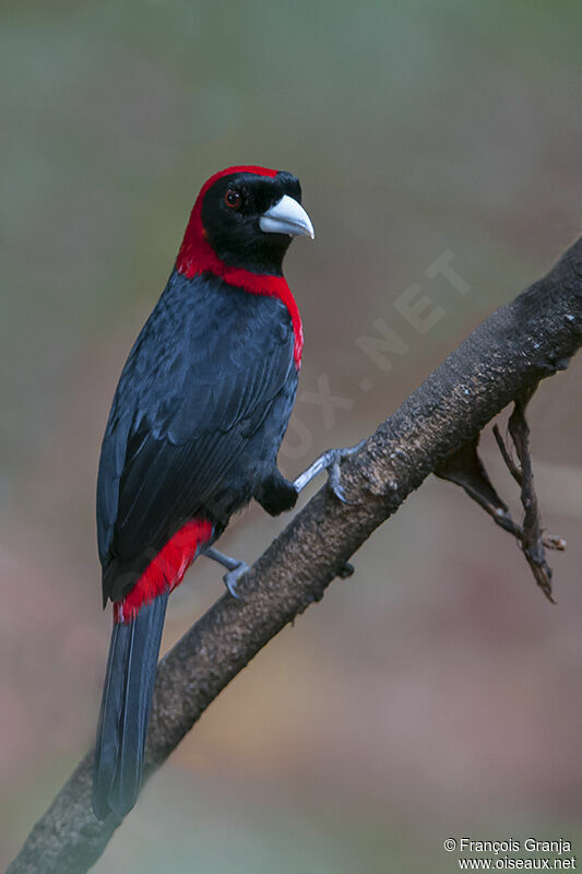 Crimson-collared Tanager male adult