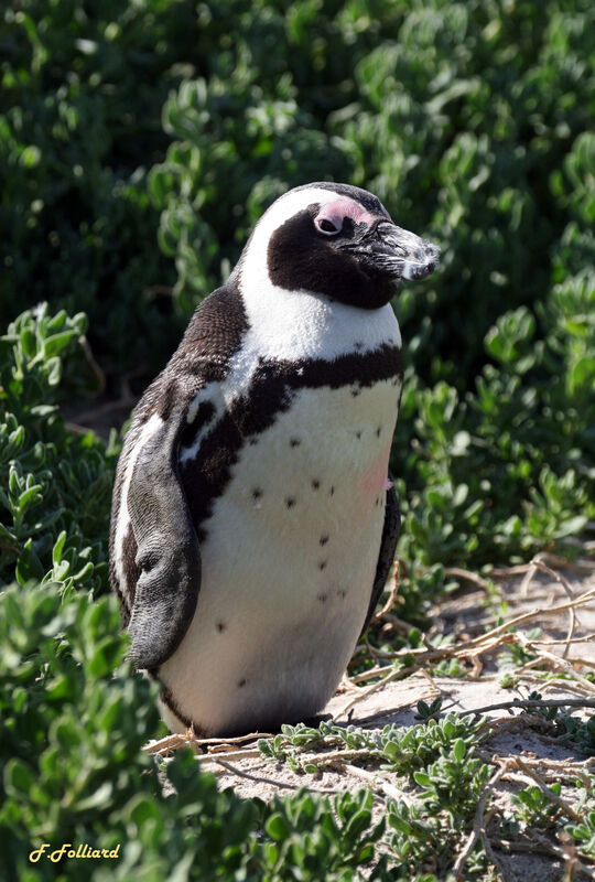 African Penguin, identification