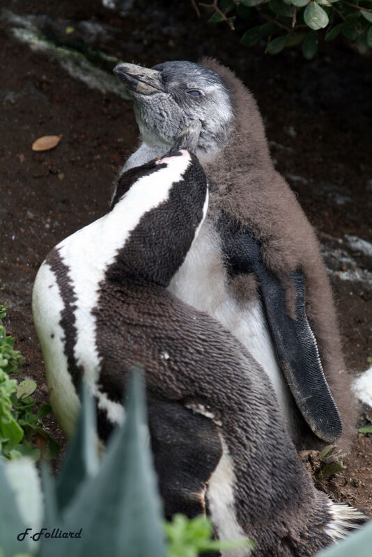 African Penguin, identification, Behaviour