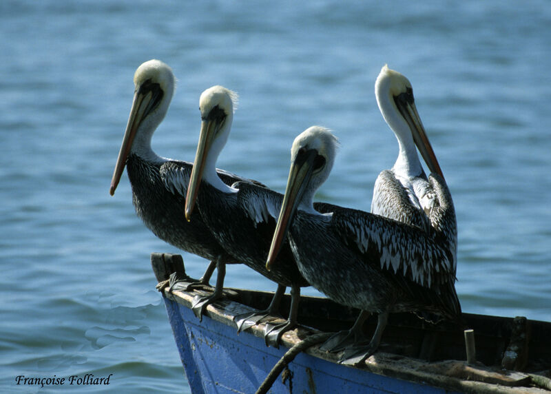 Peruvian Pelican