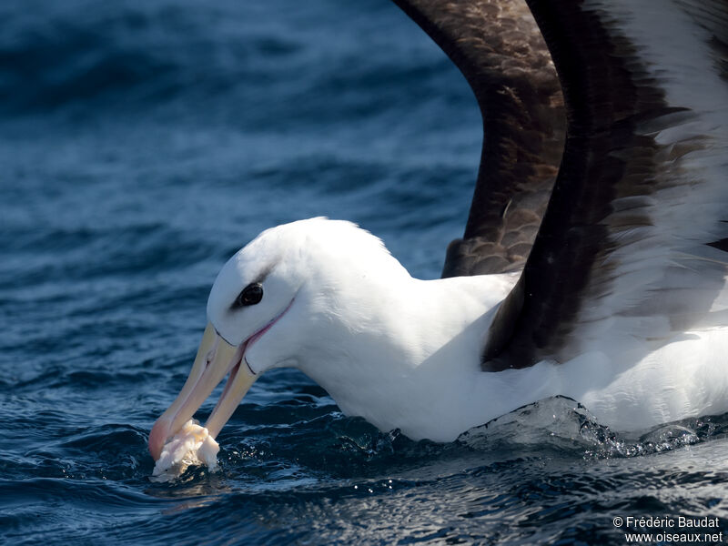 Black-browed Albatrossadult, close-up portrait, swimming, eats