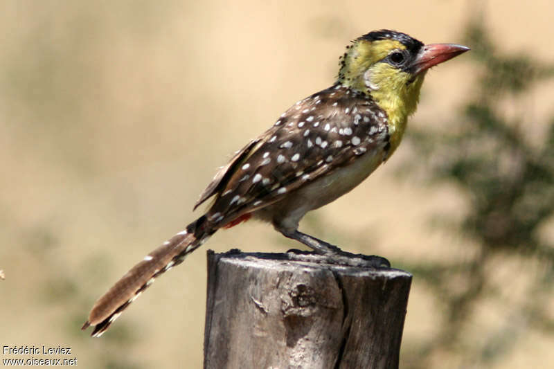 Yellow-breasted Barbetadult, identification