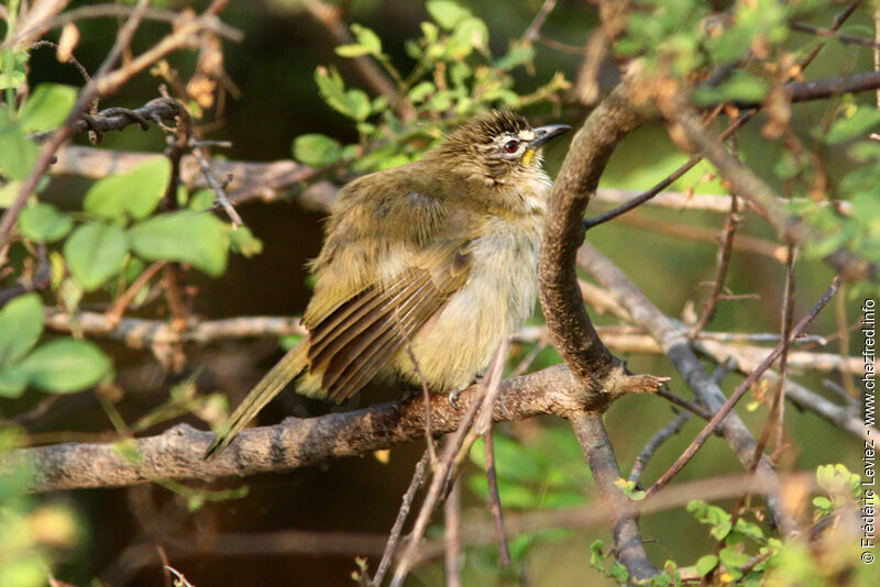 White-browed Bulbul, identification