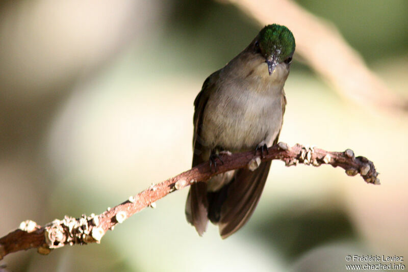 Antillean Crested Hummingbird female adult, identification