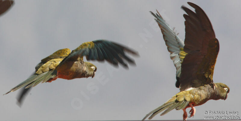 Burrowing Parrot, Flight