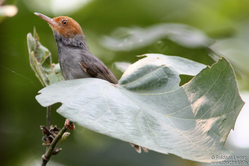 Ashy Tailorbird, identification
