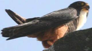Bat Falcon