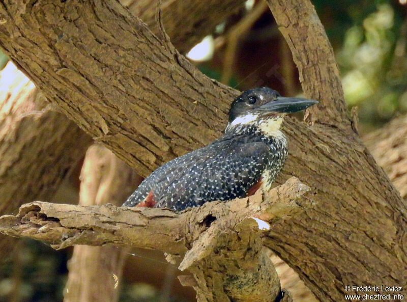 Giant Kingfisher male adult, identification, close-up portrait