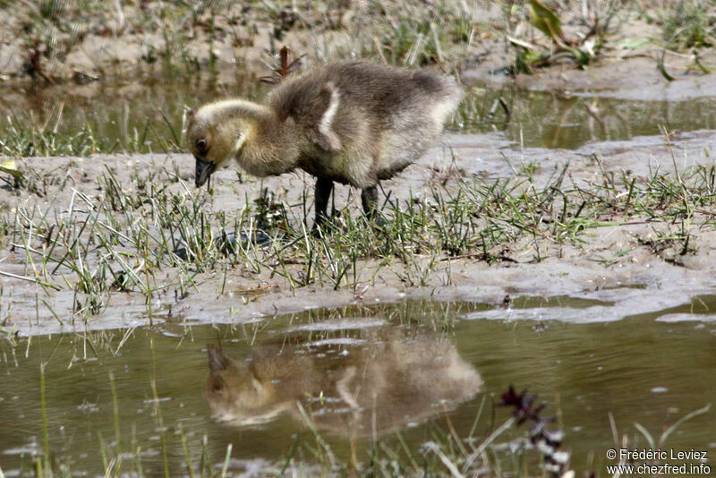 Greylag GooseFirst year, identification, Reproduction-nesting
