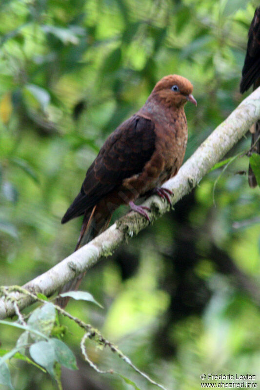 Little Cuckoo-Dove male adult, identification