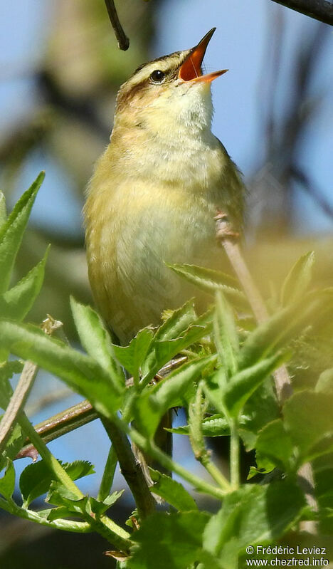 Sedge Warbler male adult breeding, close-up portrait, song