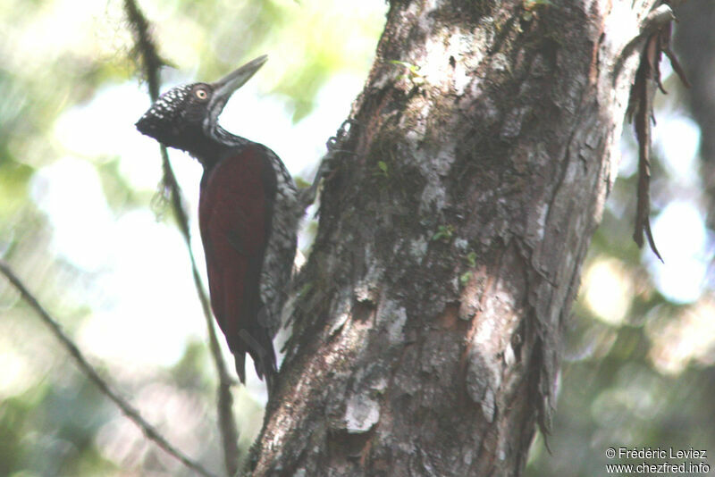Crimson-backed Flameback female adult, identification
