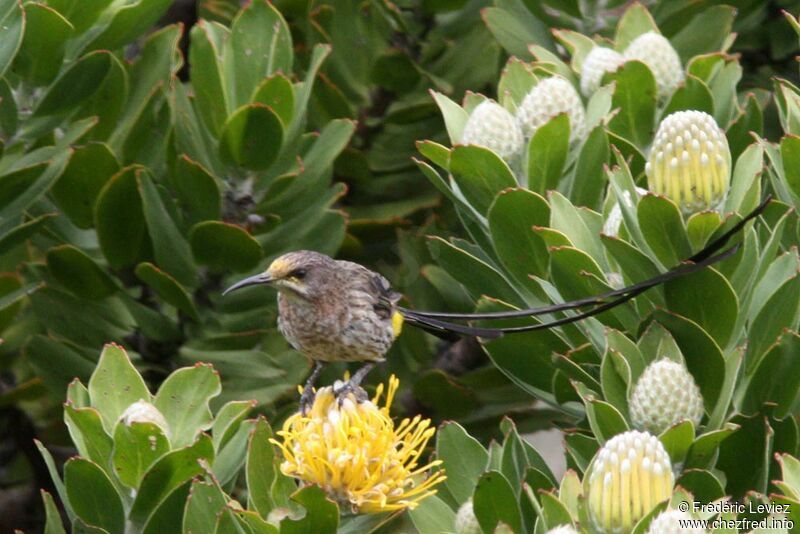 Cape Sugarbird male adult, identification
