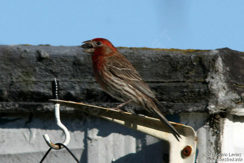 House Finch male adult, identification