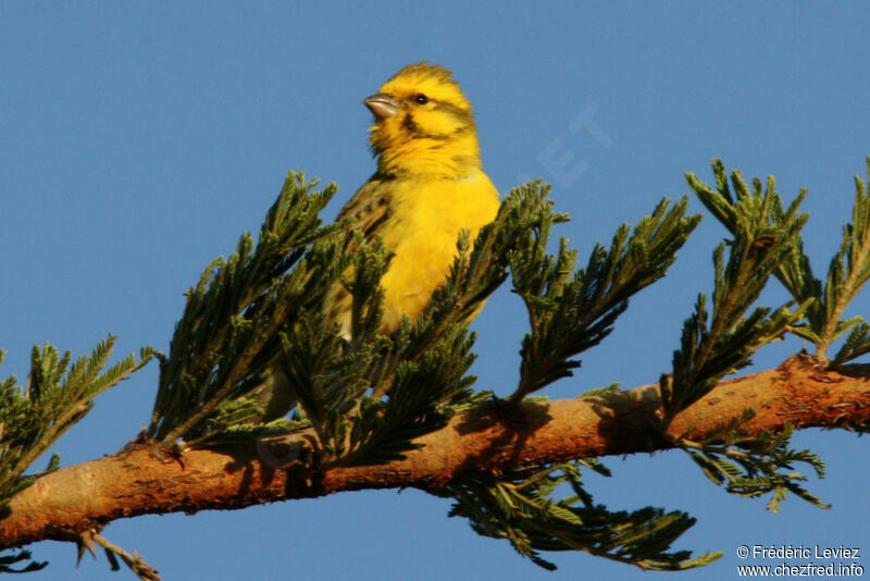White-bellied Canary male adult, identification