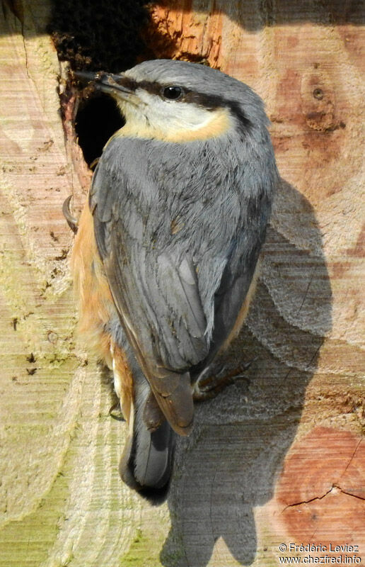 Eurasian Nuthatchadult, identification, close-up portrait, Reproduction-nesting