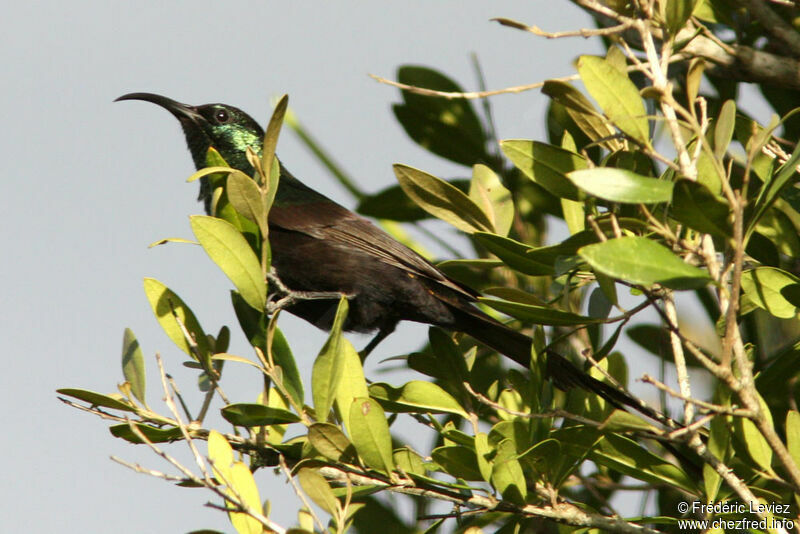 Bronzy Sunbird male adult, identification