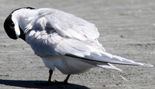 White-fronted Tern
