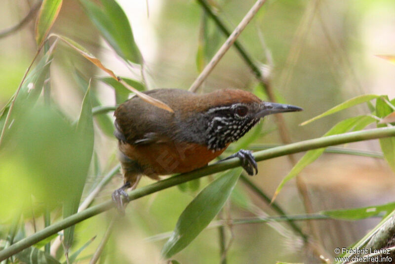 Rufous-breasted Wrenadult, identification
