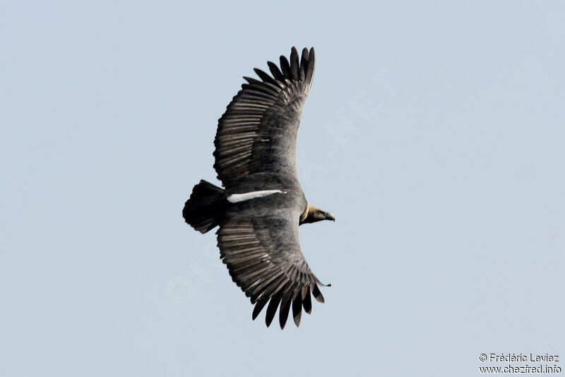 White-rumped Vultureadult, Flight