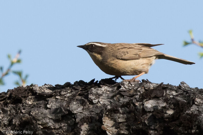 Brown Accentor